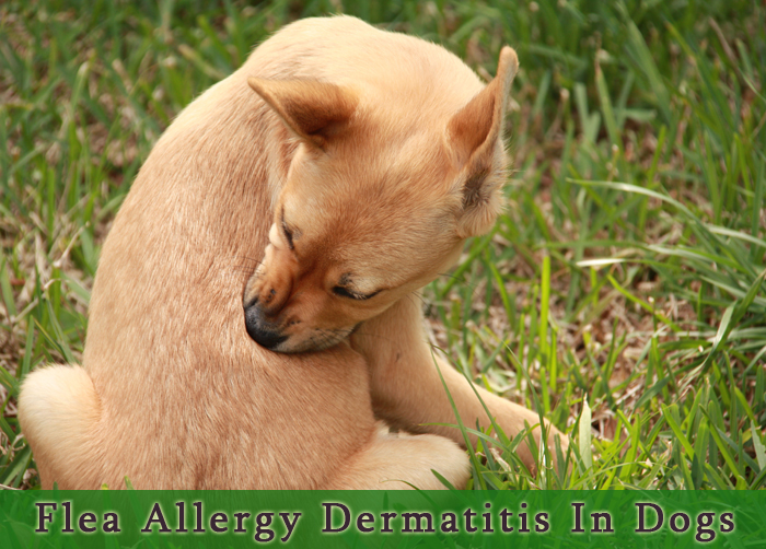 Flea Allergy Dermatitis In Dogs