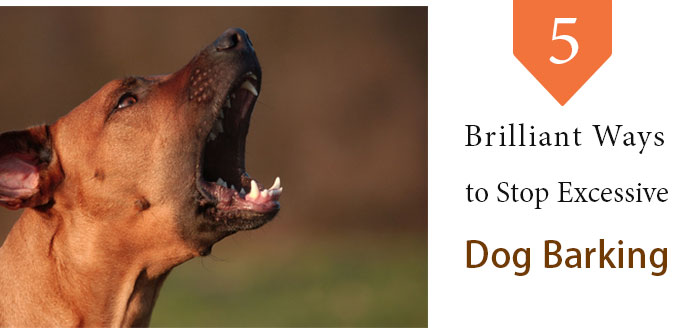 Five Brilliant Ways To Stop Excessive Dog Barking