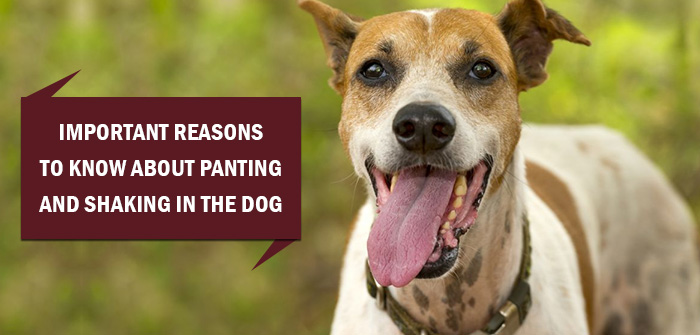 Important Reasons To Know About Panting And Shaking In The Dog